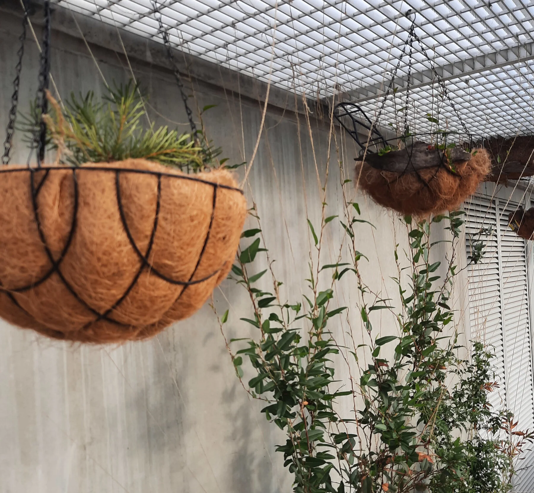Hanging garden baskets